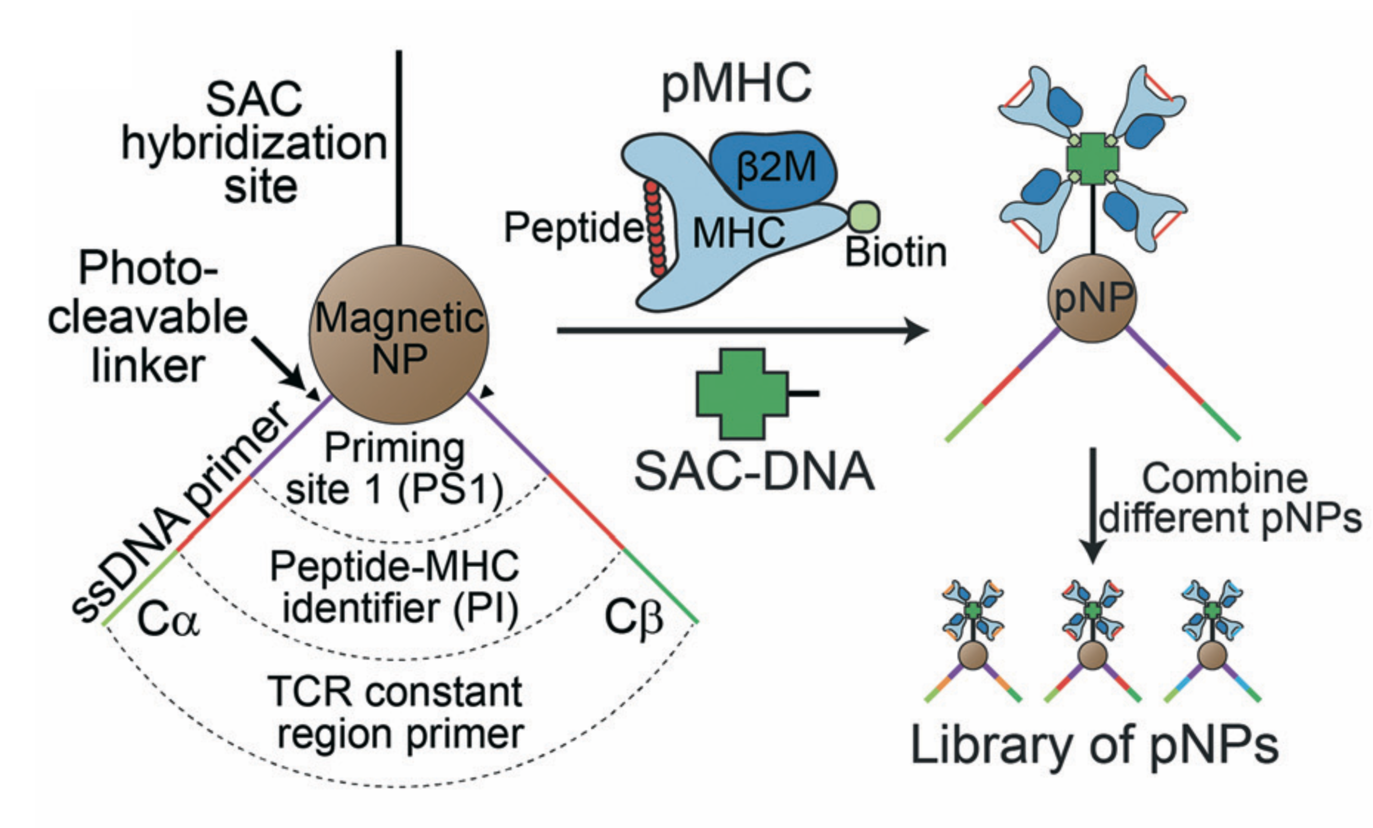 Cancer Immunotherapy - Heath Lab at the Institute for Systems