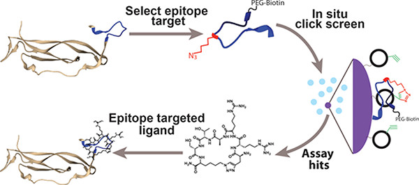 Protein Capture Science Protein Catalyzed Capture Agents (PCCs) - Heath Lab at the Institute ...