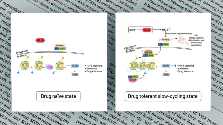 An editorial illustration based on a figure from Dr. Wei's paper illustrating two diagrammatic states of a cancer cell.